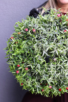 Otrokrzew Winter, zimowy wianek zielony