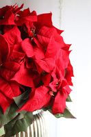 Gwiazda Betlejemska Silver Glam, wysokiej jakości sztuczna roślina