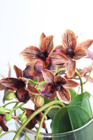 Granada Thai Glassier, miedziany storczyk w szkle