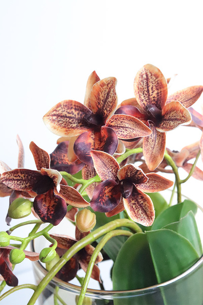 Granada Thai Glassier, miedziany storczyk w szkle