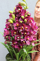 Kalite, nowoczesny sztuczny storczyk, wym.75cm