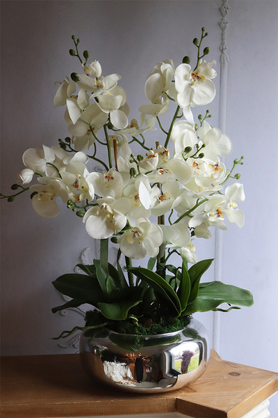 Dalmacja Pompadour Silver, bogaty storczyk w srebrnej misie