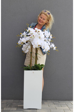 Grande Fiberglass Novelty White, storczyk w białej donicy, wys.125cm 