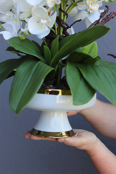 Dortmund, elegancki storczyk w pucharze glamour