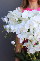 Diamenti Gold, storczyk w złotej donicy wysadzanej kryształami