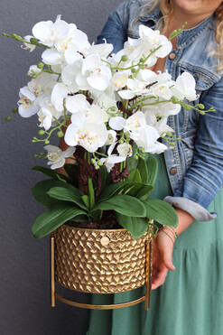 Goldenario, biały storczyk w złotej donicy, wys.73cm 