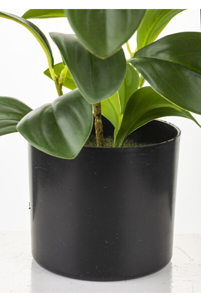 Peperomia, sztuczna roślina w osłonce / donicy, wym.42x25x15cm