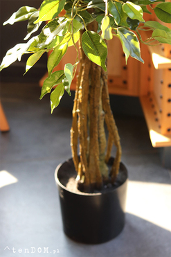 Fikus Benjamin E, sztuczna roślina w doniczce, wys.130cm