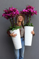 Gizelle Fuksja, wysoki sztuczny storczyk w białej donicy