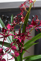 Cherry Thailand, różowy storczyk glamour