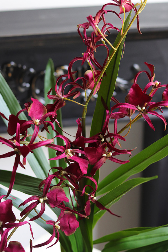 Cherry Thailand, różowy storczyk glamour