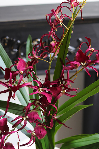 Cherry Thailand, różowy storczyk glamour