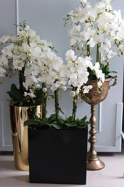 duży storczyk Marco Black Fiberglass, wys.110cm