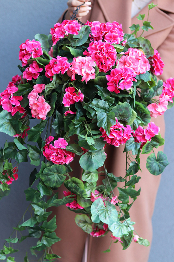 Pelargonia Basic, kwiaty w wiszącej donicy
