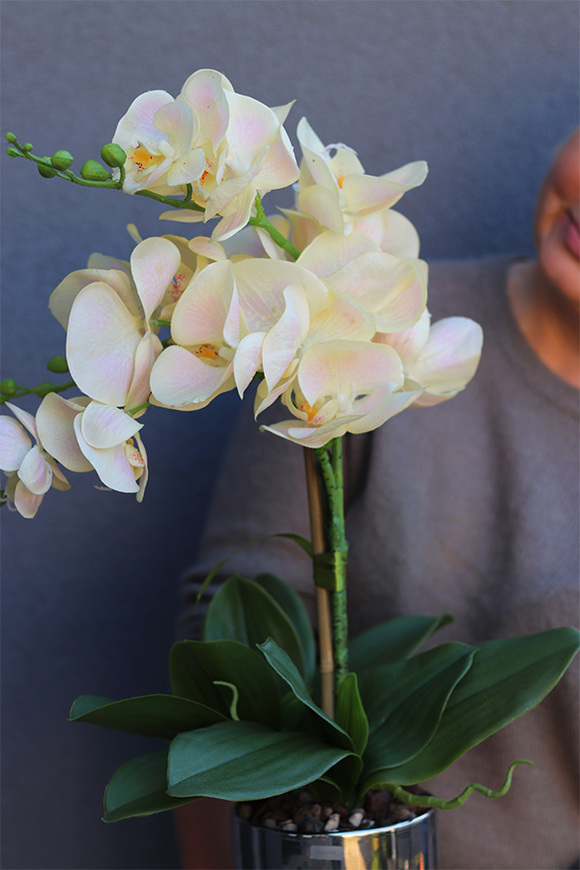 Fellice Tredde, gumowy storczyk w lustrzanej donicy