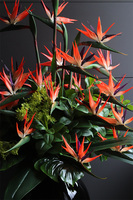  ogromny bukiet Strelicja Królewska