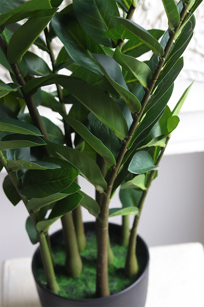 Zamiokulkas, wysokiej jakości sztuczna roślina