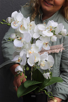 Figaro Black, sztuczny storczyk w czarnej donicy