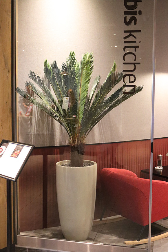 Cykas Ibis Concrete, sztuczna roślina w betonowej donicy