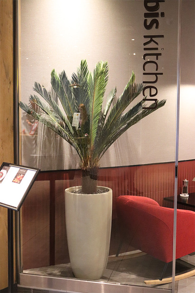 Cykas Ibis Concrete, sztuczna roślina w betonowej donicy