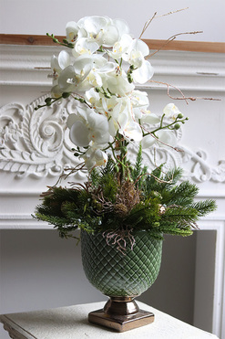 Frenita Winter, elegancki storczyk zimowy w pucharze, wys.68cm