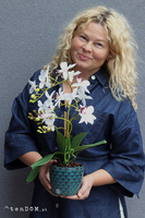 Just Maroco, gumowy storczyk w doniczce