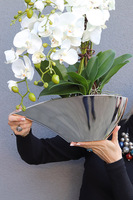 Silveris, elegancki storczyk w srebrnej osłonce