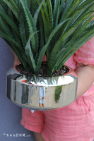 Gaina Mesta, zielona kompozycja w złotej donicy