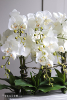 Natural Saute, storczyk w stretchu do obsadzenia