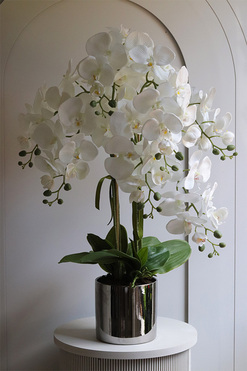 Figaro Silver, duży storczyk w lustrzanej donicy, wys.80cm 