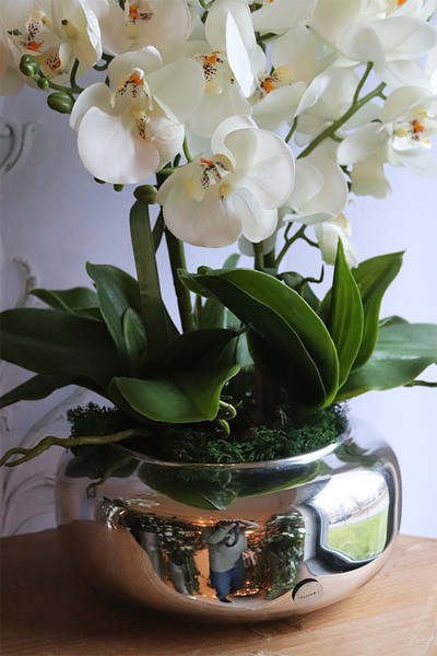 Dalmacja Pompadour Silver, bogaty storczyk w srebrnej misie