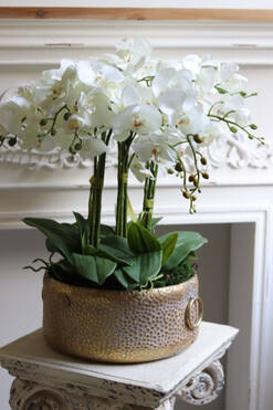 efektowny storczyk w metalowej misie, Ferrata Gold 2, wys.59cm  