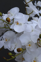 Grande Fiberglass Novelty White, storczyk w białej donicy