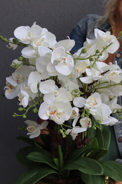 Goldenario, biały storczyk w złotej donicy, wys.73cm 
