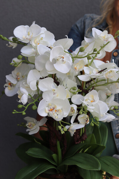 Goldenario, biały storczyk w złotej donicy