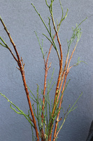 Wiosennie, bukiet gałązek do wazonu