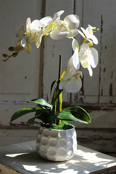 Jedyna, gumowy storczyk w białej doniczce