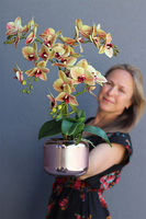 Nerita Vilesta, gumowy storczyk w szklanym naczyniu, wys.55cm