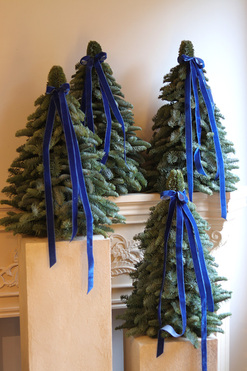 Nobilis Blue, świąteczna choinka z żywych gałązek, wys.60cm 