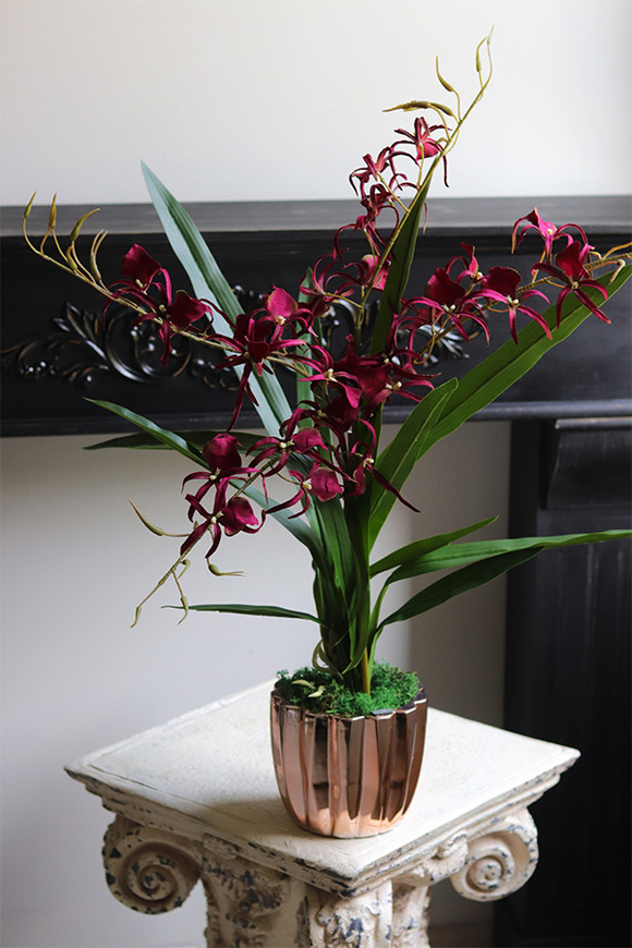 Cherry Thailand, różowy storczyk glamour