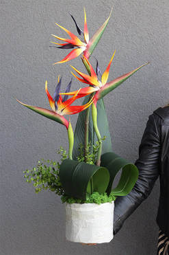 Pomarańczowa Strelicja Saute, kompozycja kwiatowa do Twojej donicy, wys.80cm