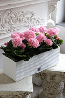 Summer Balcony Pink, różowe pelargonie w skrzynce balkonowej