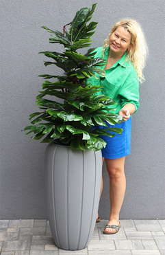 Monstera Grey, drzewko sztuczne w donicy, wys.167cm