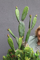 Desideria Cacti 3 Fiberglass, sukulenty z kaktusem w białej donicy