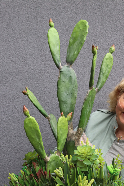 Desideria Cacti 3 Fiberglass, sukulenty z kaktusem w białej donicy