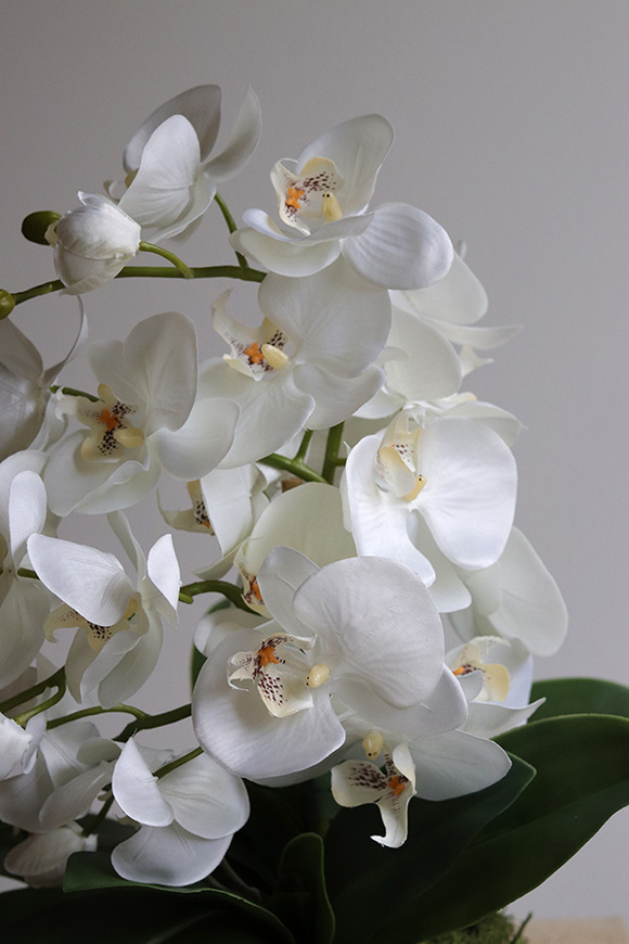 Daria, sztuczny storczyk w białej misie