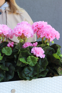Summer Balcony Pink, różowe pelargonie w skrzynce balkonowej, wym.40x51.5cm 