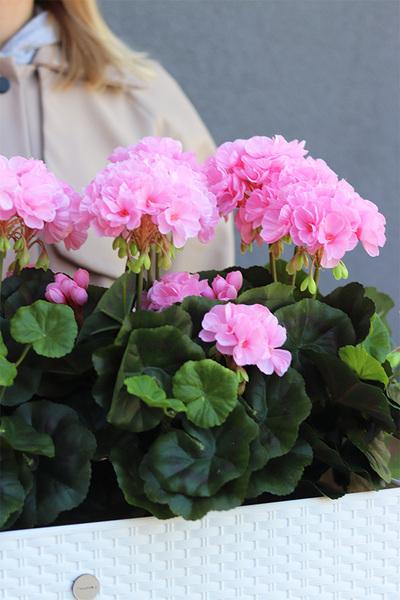 Summer Balcony Pink, różowe pelargonie w skrzynce balkonowej