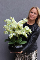 Pistacjowy, wysokiej jakości barwny sztuczny storczyk, wym.50cm