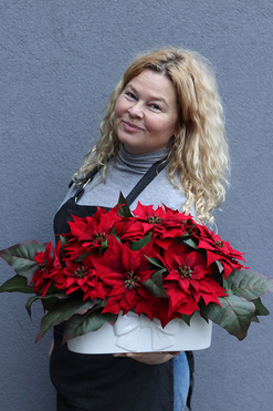 Gwiazda Betlejemska Kokarda 2, wysokiej jakości sztuczna roślina, wys.30cm